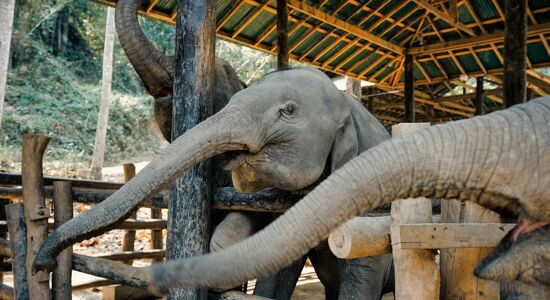 Thailand Highlights 10-Day Package
